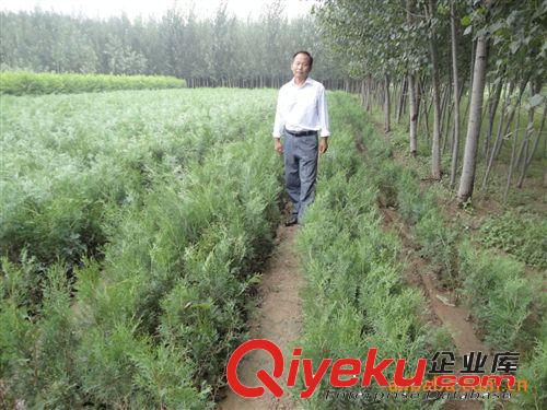 苗圃大量批發供應側柏苗原始圖片3