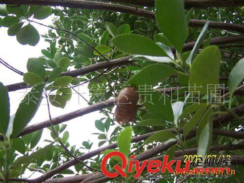 專供綠化苗木冬青原始圖片3
