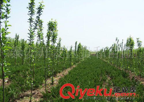 供應龍柏綠化苗 規格齊全
