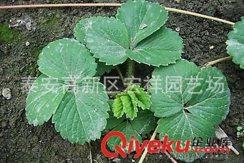 高品質(zhì)草莓苗 優(yōu)質(zhì)紅顏草莓苗甜查理草莓苗價格 高成活 高產(chǎn)