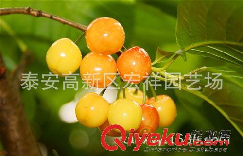 基地直銷紅燈美早大櫻桃早紅寶石櫻桃苗意大利早紅櫻桃苗直銷價廉原始圖片2