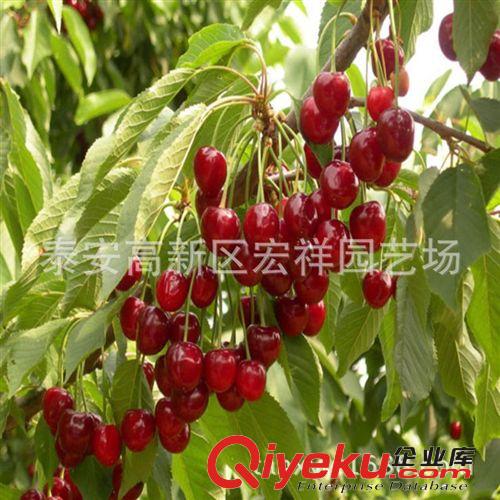 基地直銷紅燈美早大櫻桃早紅寶石櫻桃苗意大利早紅櫻桃苗直銷價廉原始圖片3