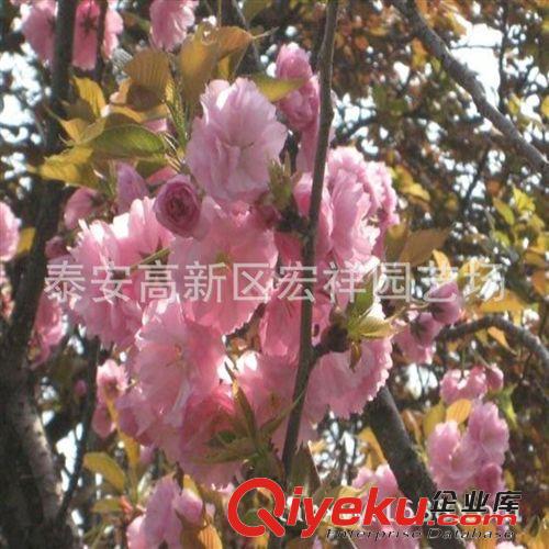 泰安宏祥園藝常年培育優良櫻花苗各種高度櫻花苗價格優惠的櫻花苗