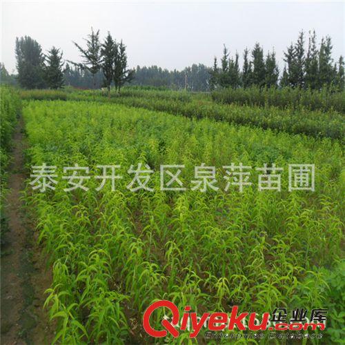 供應嫁接柿子樹苗/柿子樹苗品種/柿子樹苗基地