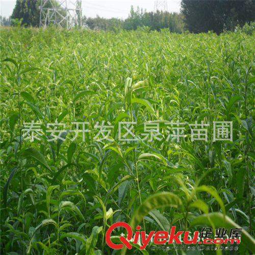 毛桃苗種植基地/桃樹(shù)實(shí)生苗/桃樹(shù)占地苗/不嫁接桃苗原始圖片2