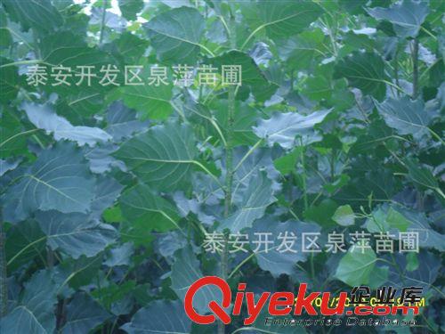 1.5公分楊樹苗，楊樹苗價(jià)格，植樹節(jié)栽楊樹苗