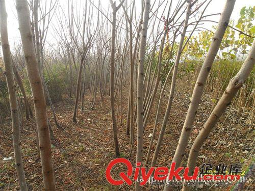 火炬樹批發(fā)，綠化火炬樹，1-5公分火炬樹，定植火炬樹