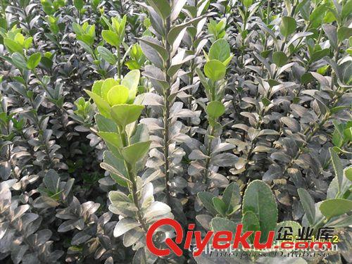 專供冬青樹(shù)苗，40公分以上冬青樹(shù)，冬青綠化，冬青樹(shù)苗，冬青球原始圖片2