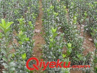 專供冬青樹(shù)苗，40公分以上冬青樹(shù)，冬青綠化，冬青樹(shù)苗，冬青球原始圖片3