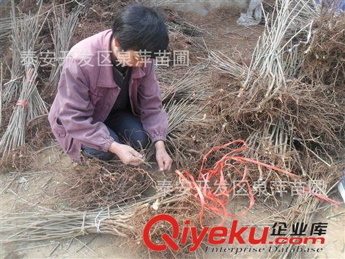 大棚香椿苗，大棚香椿苗價格，投資大棚香椿苗當年見效益。原始圖片2