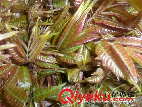 大棚香椿苗，大棚香椿苗價格，投資大棚香椿苗當年見效益。原始圖片3