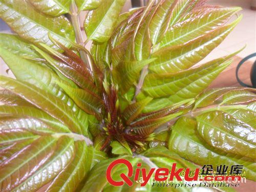 香椿苗，浙江香椿苗，浙江大棚香椿苗種植，香椿苗價格原始圖片3