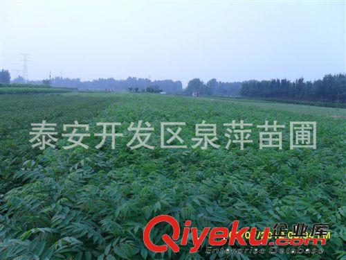 泰山紅油香椿苗，香椿苗種植基地，香椿苗價格，香椿苗批發(fā)