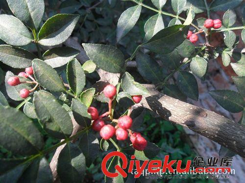批發花椒樹苗，優質大紅袍花椒樹苗，山東花椒樹苗種植基地原始圖片2