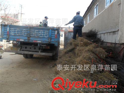 湖北花椒苗種植，湖北大棚花椒苗批發(fā)，圍墻栽花椒樹苗原始圖片3