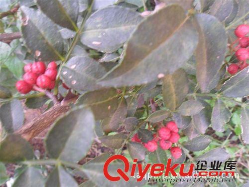北京花椒苗 北京花椒樹苗 花椒樹苗價格 花椒樹苗批發(fā)原始圖片3