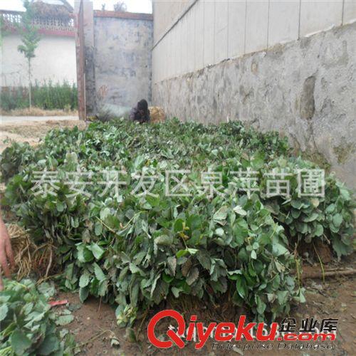 草莓苗，品種草莓苗，草莓苗價格，大棚草莓苗種植基地