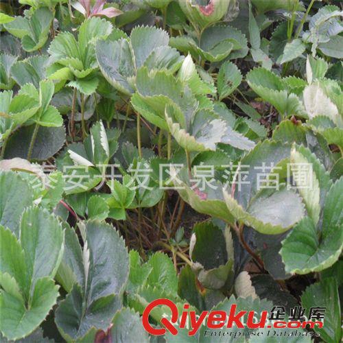 草莓苗，草莓苗基地，露天草莓苗，不講品種草莓苗價格便宜原始圖片3