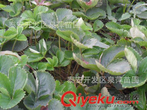 草莓苗，草莓苗基地，露天草莓苗，不講品種草莓苗價格便宜