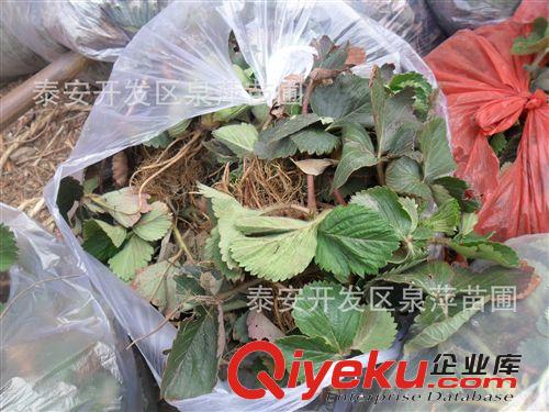 草莓苗批發(fā)，草莓苗批發(fā)價(jià)格，草莓苗多少錢一株？原始圖片2