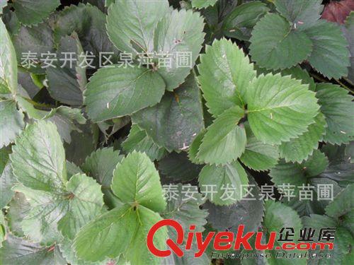 草莓苗批發(fā)，草莓苗批發(fā)價(jià)格，草莓苗多少錢一株？原始圖片3