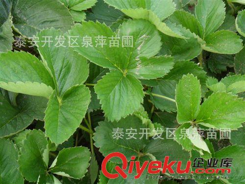 草莓苗價格，泰安草莓價格，山東草莓苗價格原始圖片2
