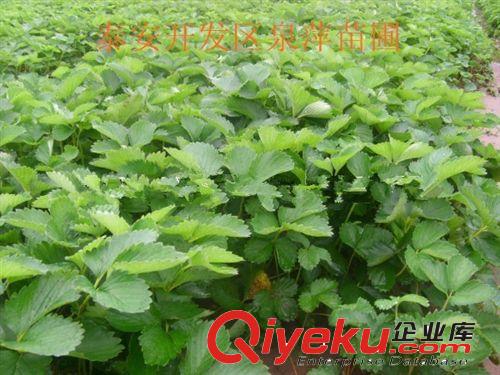 草莓苗價格，草莓苗，草莓苗批發(fā)價格