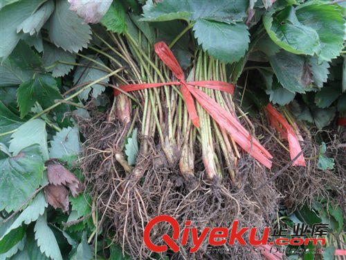 2014草莓苗，泰安泉萍苗圃草莓苗價格最【給力】質(zhì)量最【給力】