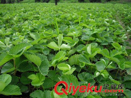2014草莓苗，泰安泉萍苗圃草莓苗價格最【給力】質(zhì)量最【給力】