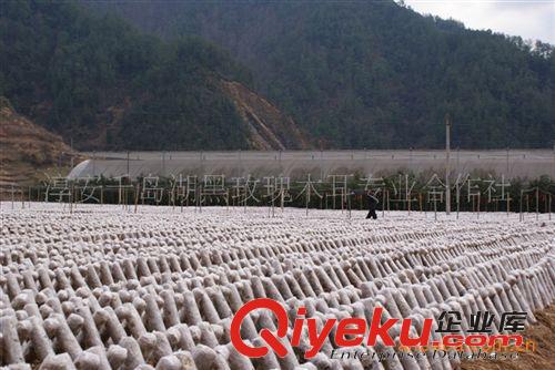 杭州淳安千島湖黑玫瑰木耳 桑枝條黑木耳 木耳干