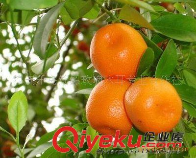 供應杭州淳安千島湖多種農(nóng)副產(chǎn)品