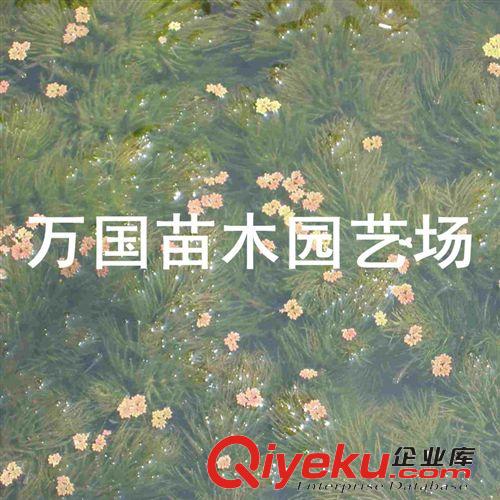 【{yl}供應商】常年銷售各種水生植物金魚藻價格低廉 量大更優惠