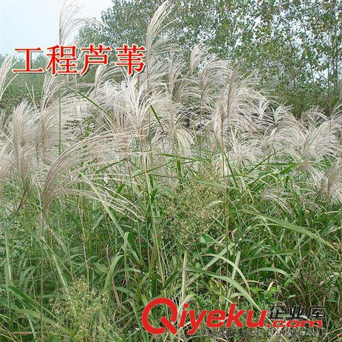 【观赏芦苇】出售芦苇根 公园景区池塘专用芦苇 量大优惠多