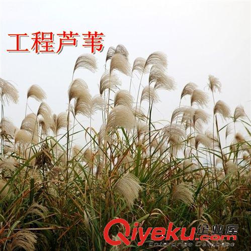 【观赏芦苇】出售芦苇根 公园景区池塘专用芦苇 量大优惠多