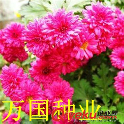 萬國種業(yè) {ctr}野菊花種子 野菊花種子批發(fā) 包出芽 量大優(yōu)惠多