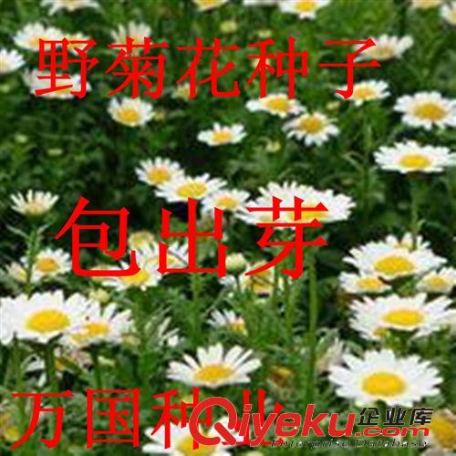 萬國種業(yè) {ctr}野菊花種子 野菊花種子批發(fā) 包出芽 量大優(yōu)惠多