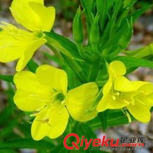 萬國種業 精品甜葉菊種子 甜葉菊種子批發低熱量高甜度隨時可以食原始圖片2