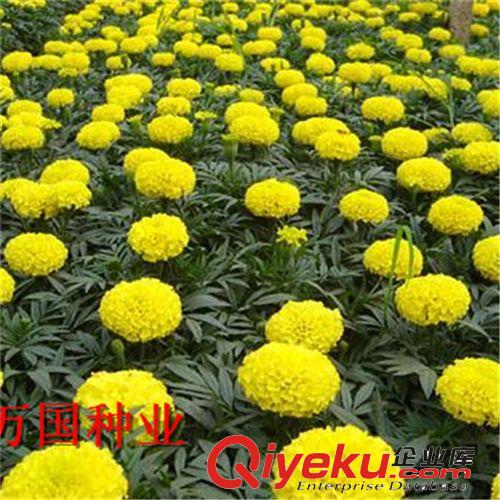 萬國種業 精品甜葉菊種子 甜葉菊種子批發低熱量高甜度隨時可以食原始圖片3