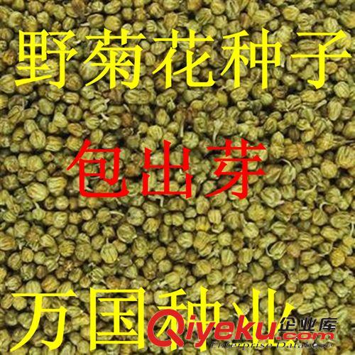 萬國種業(yè) {ctr}野菊花種子 野菊花種子批發(fā) 包出芽 量大優(yōu)惠多原始圖片2