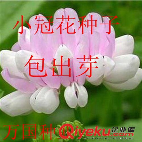 萬國種業(yè) 優(yōu)質(zhì)小冠花種子小冠花種子批發(fā) 盆栽花卉種子 易栽易活