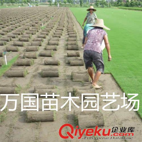 常年销售各种草坪、草皮 高羊茅草坪价格低廉量大更优惠