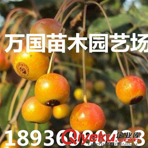 【{yl}供应商】当年新采摘优质甜茶种子价格低廉 保质保量包出芽