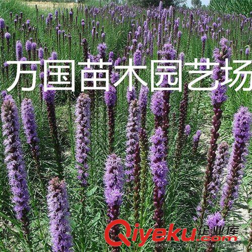 【{yl}供應(yīng)商】常年批發(fā)草花種子花卉種子優(yōu)質(zhì)蛇鞭菊種子價(jià)格優(yōu)異