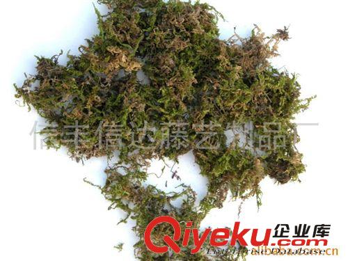 材料原产地厂家 优惠供应青苔草-苔藓(图)