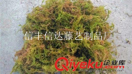 原產地批發青苔-苔蘚:蘭花藍莓栽培基質材料、烏龜寵物墊材