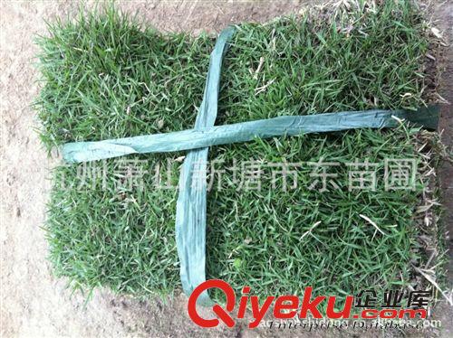優(yōu)質(zhì)果嶺草草坪雙型全面開(kāi)售/四季常青草坪供應(yīng)/現(xiàn)場(chǎng)效果{jj0}