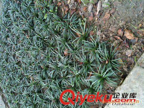 大量供應日本矮麥冬/玉龍草/四季常青地被類植物原始圖片3