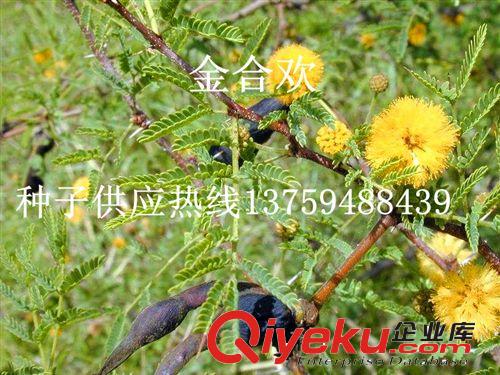 低價(jià)供應(yīng) 優(yōu)質(zhì)綠化樹(shù)種子雪松種子原始圖片3