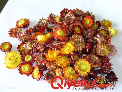 專業(yè)生產(chǎn) 七彩菊種子 植物種子 綠化種子批發(fā)