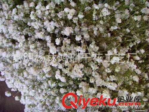 長(zhǎng)期生產(chǎn) 工藝原料大圓果 tr植物干料大園果